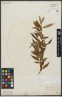 Foto von Salix alba L.